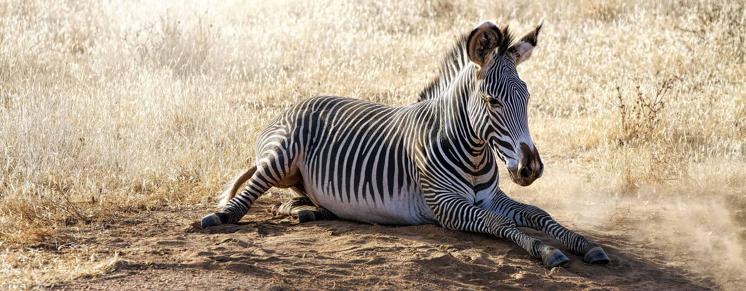 Zebra In Samburu National Reserve, Kenya